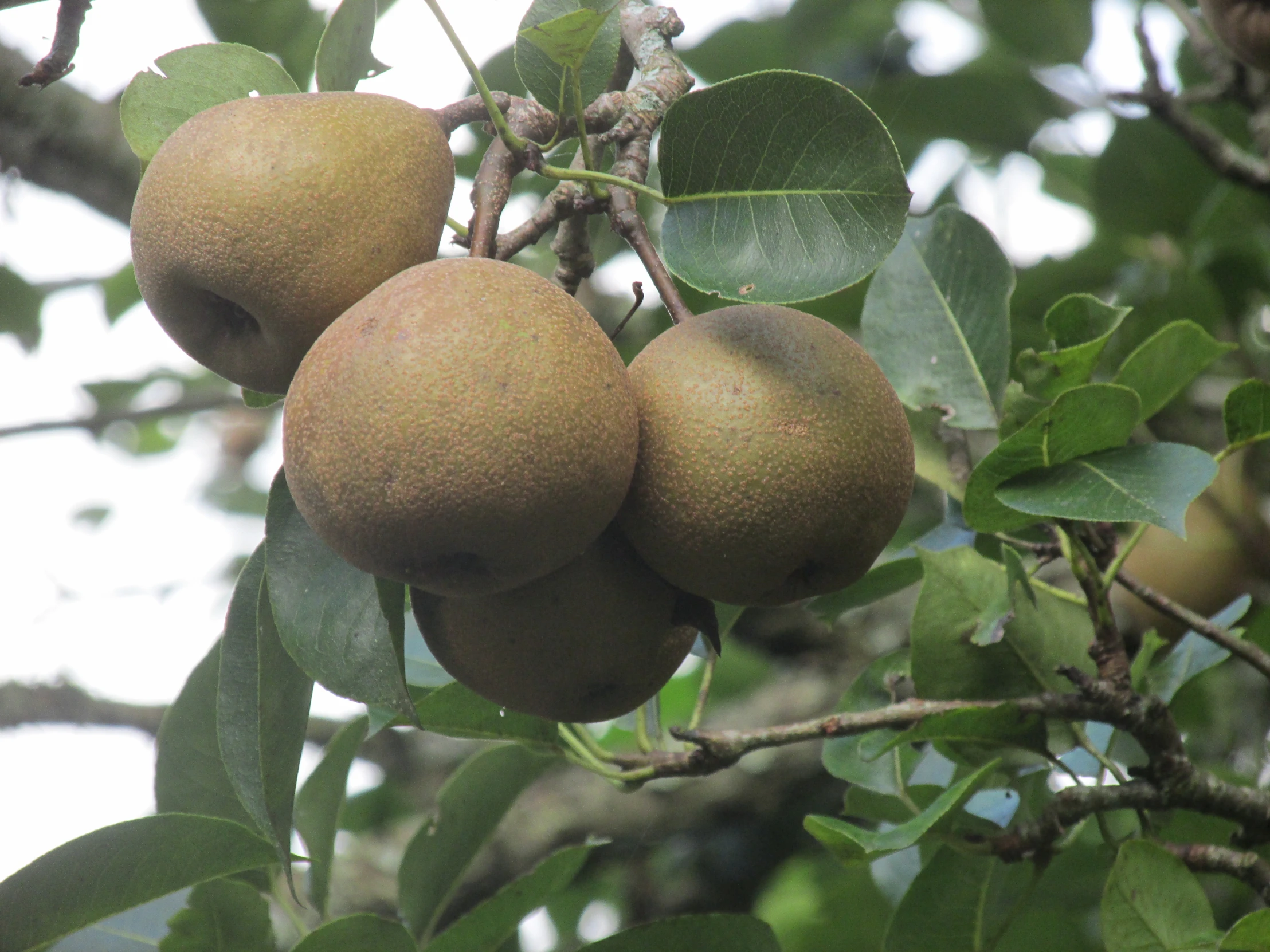 some small nuts are hanging from a tree