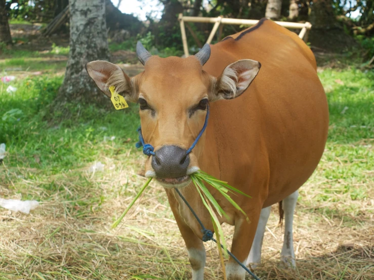 an animal with a rope around its neck on a field