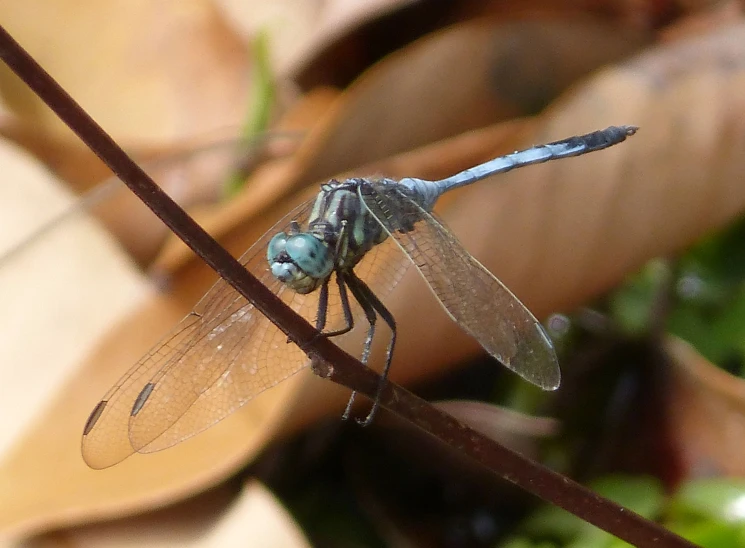 a blue dragonfly is sitting on a stick