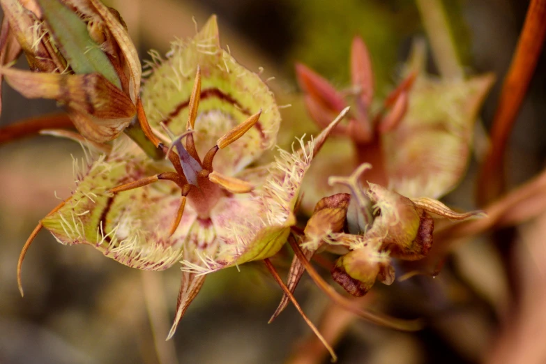 a picture of some flowers that are in the air