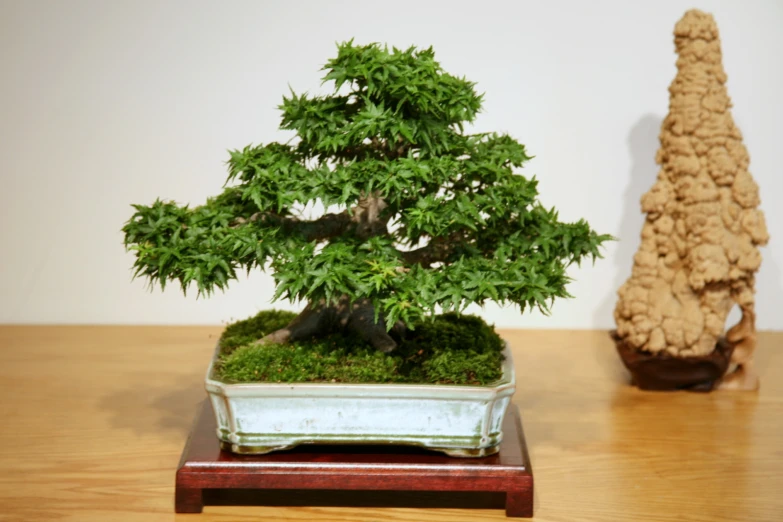 the bonsai tree is planted in a clay pot