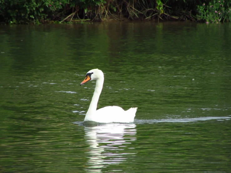 a swan swimming on the green water near the woods