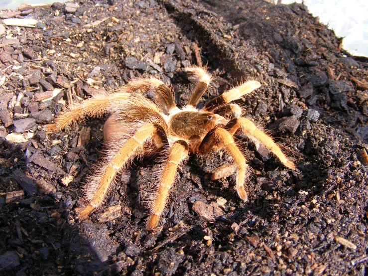 there is a large spider sitting on top of the dirt