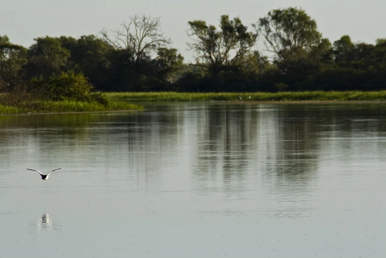 two birds flying over a body of water