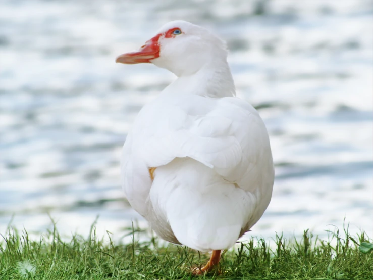 the white duck stands next to the water in the grass