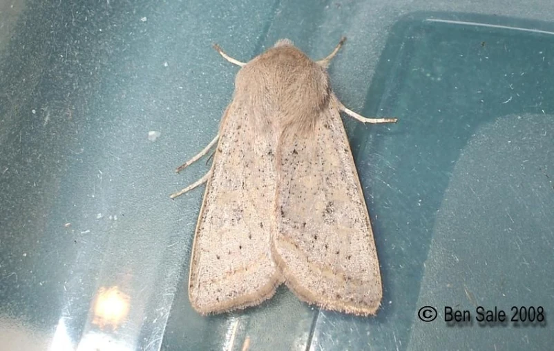 large gray colored moth perched on top of blue car