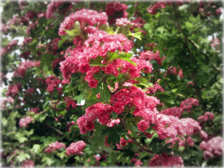 some pink flowers on a nch next to trees