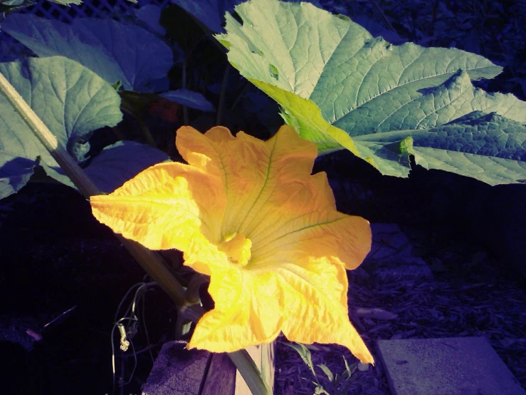 a single flower grows from the ground beside some leaves