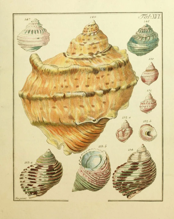 the sea shell is drawn on paper with an ink pen