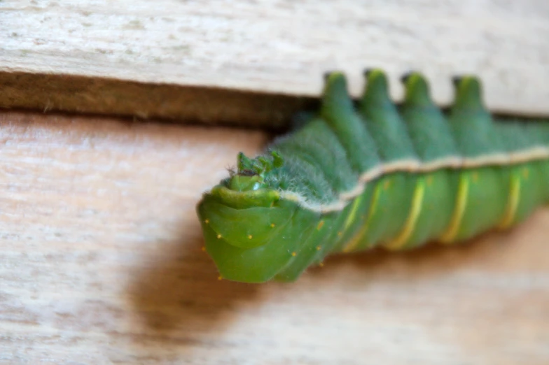 the caterpillar is laying on the floor