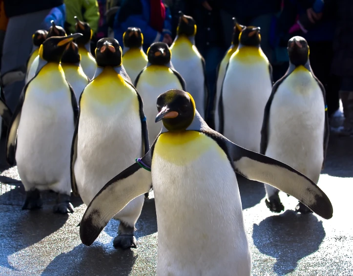 penguins walking towards an audience in the middle of the street