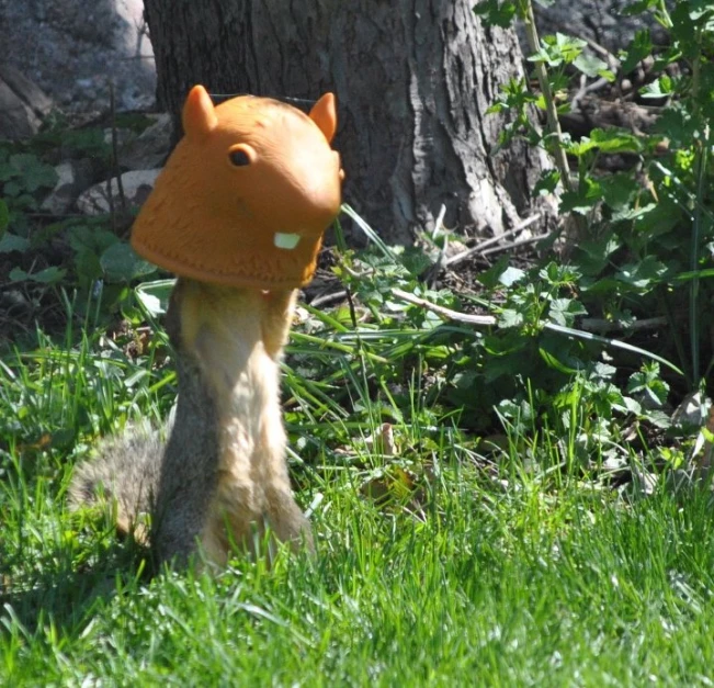 a squirrel has a hat on his head