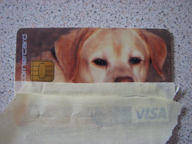 a puppy's face appears in the center of a credit card