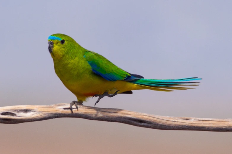 a green bird is perched on top of a tree nch