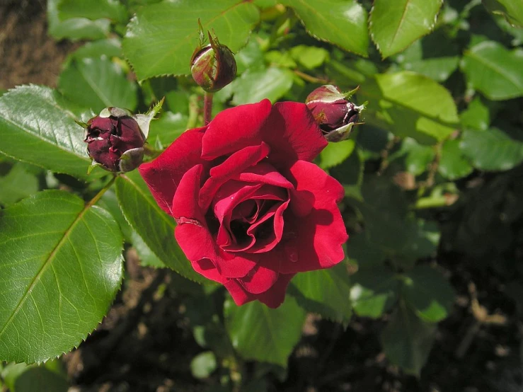 a close up of a red rose with green leaves