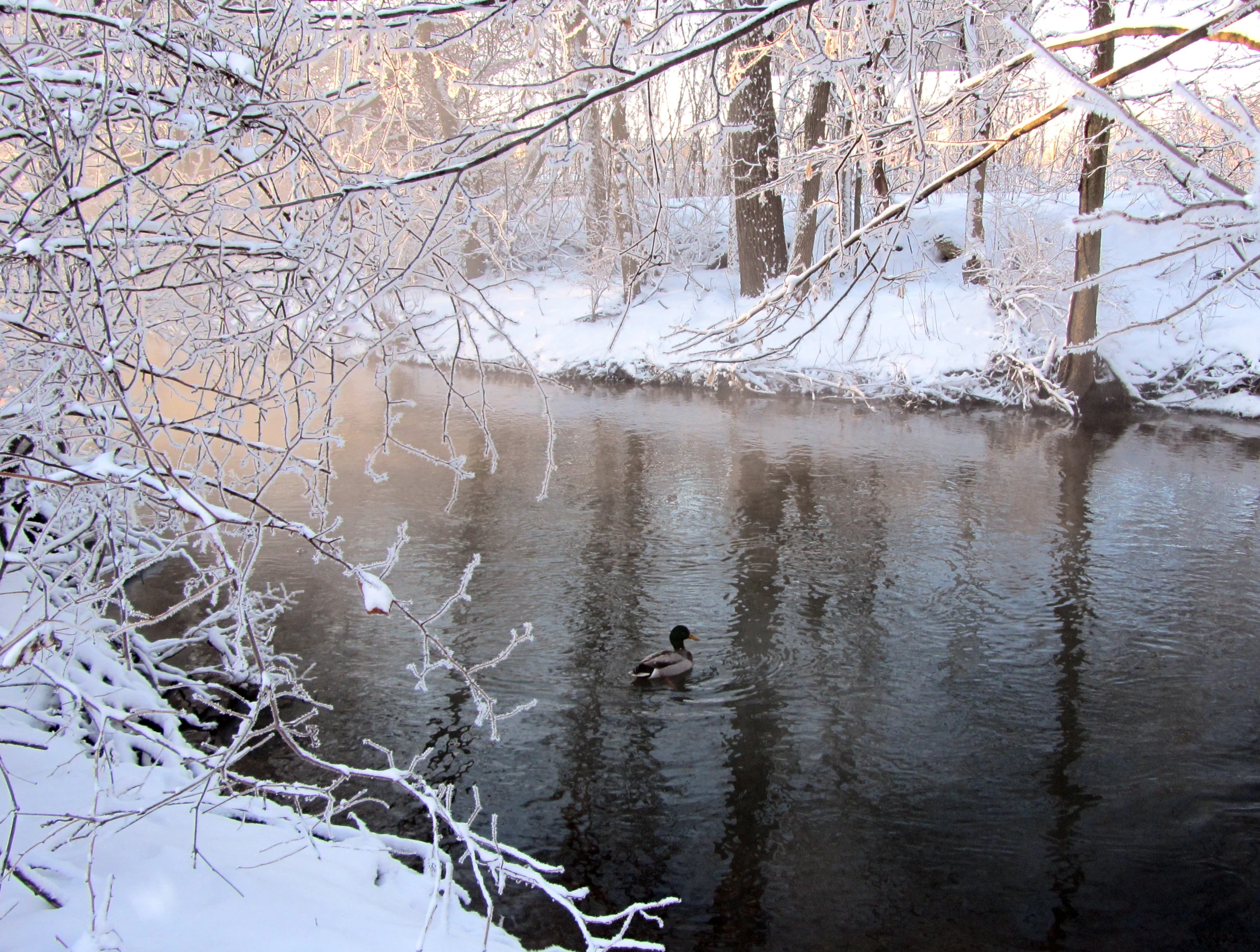 a bird floating on top of a body of water near snow covered trees