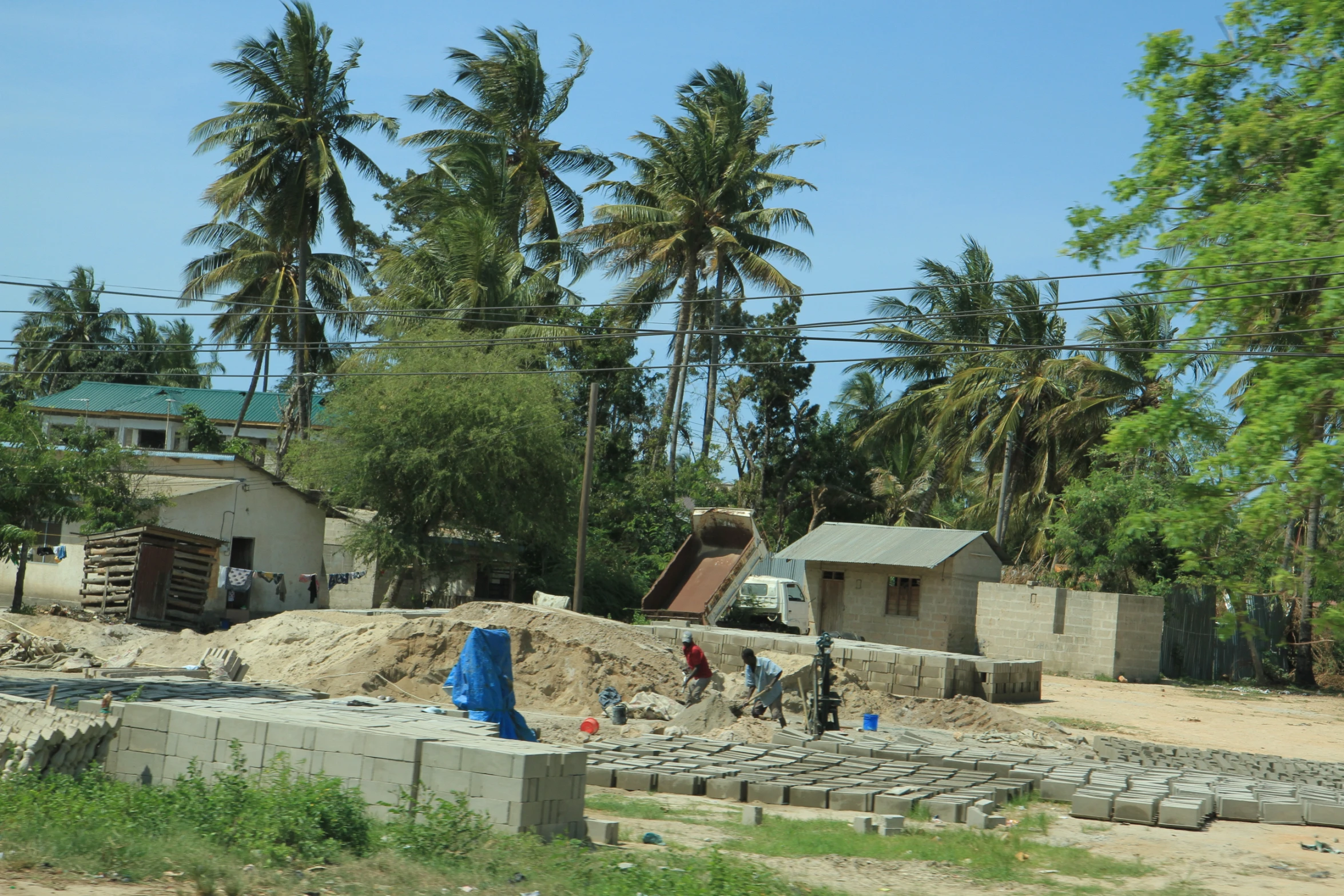 some very tall palm trees in a small town