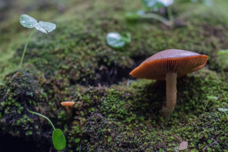 the small, colorful mushroom is growing on the mossy ground