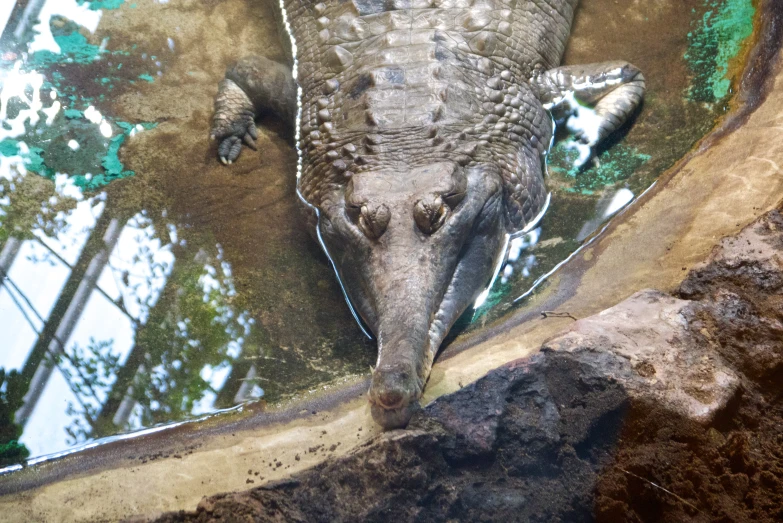 the alligator is looking down at the water