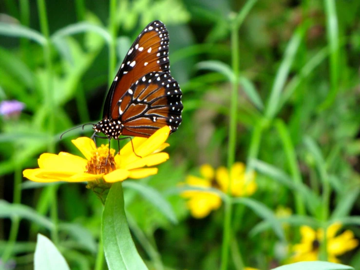 a monarch erfly sits on top of a yellow flower