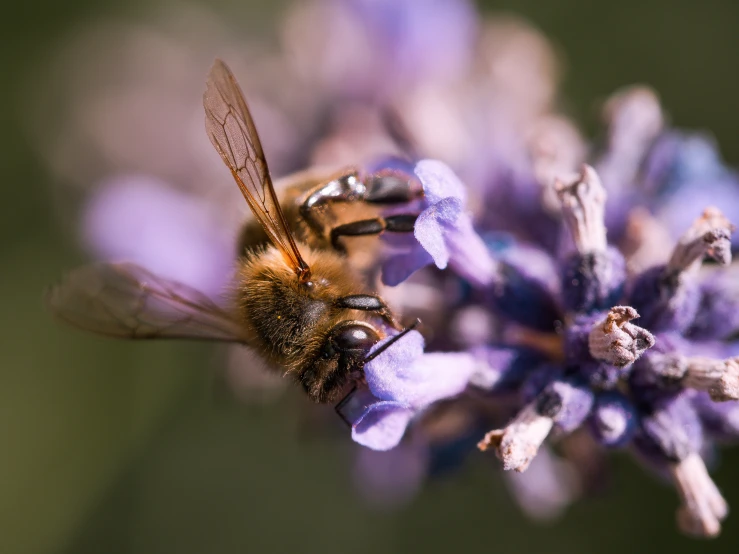 a large bee on some purple flowers