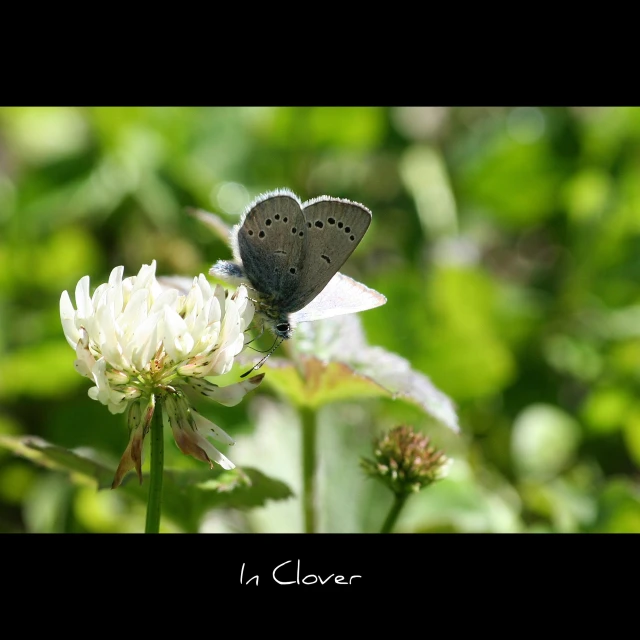 a single black and white erfly sitting on a white flower