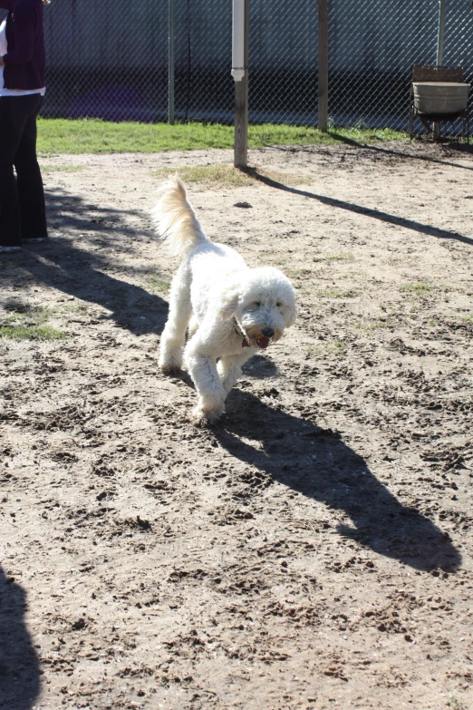 a small white dog walking on top of a sandy field