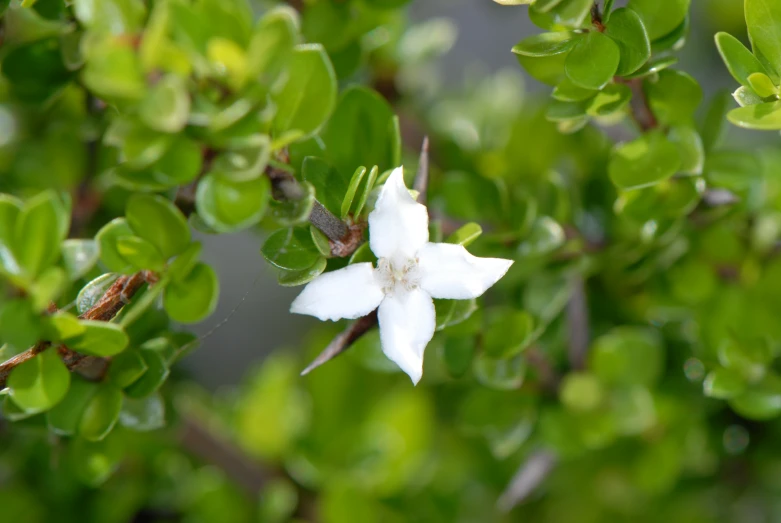 this is a small white flower hanging on a green nch