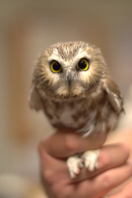 an owl with yellow eyes and hands is perched on someone's arm