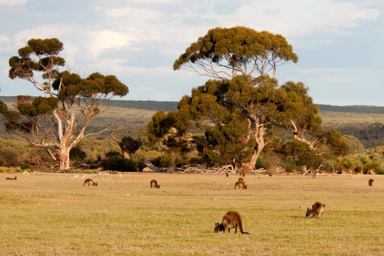 a herd of animals in a field near many trees