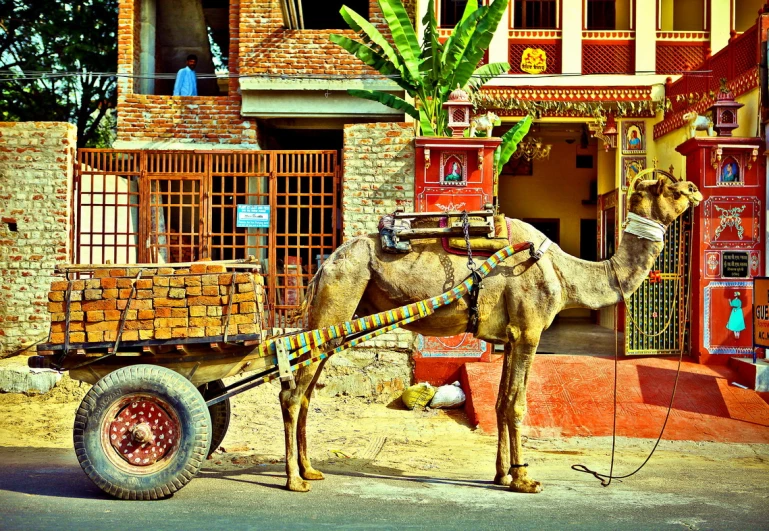 a camel is tied to a cart with a tree on top