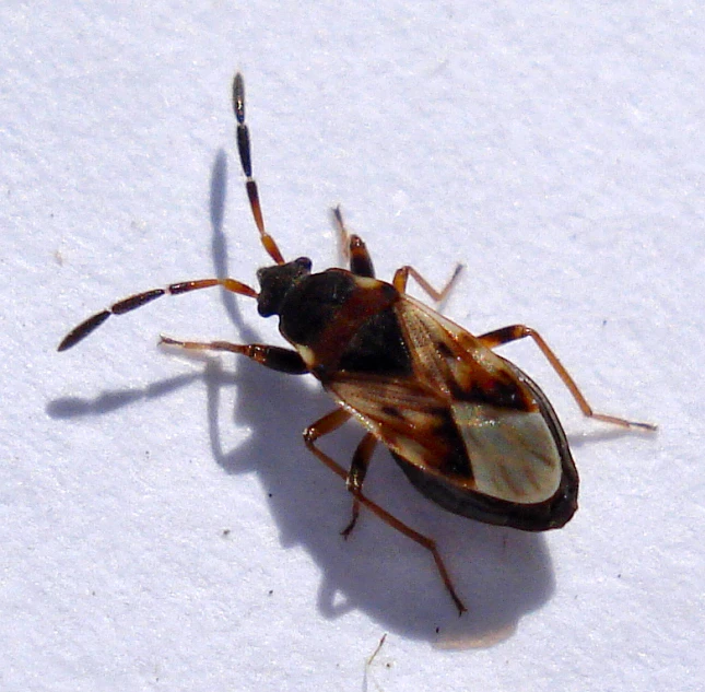 a brown and white bug is on a snowy surface