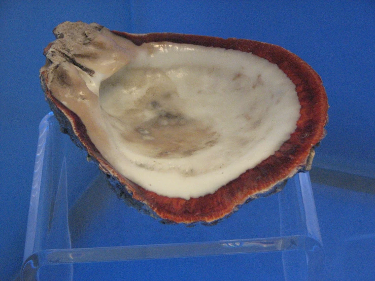 an oyster on display in a glass holder