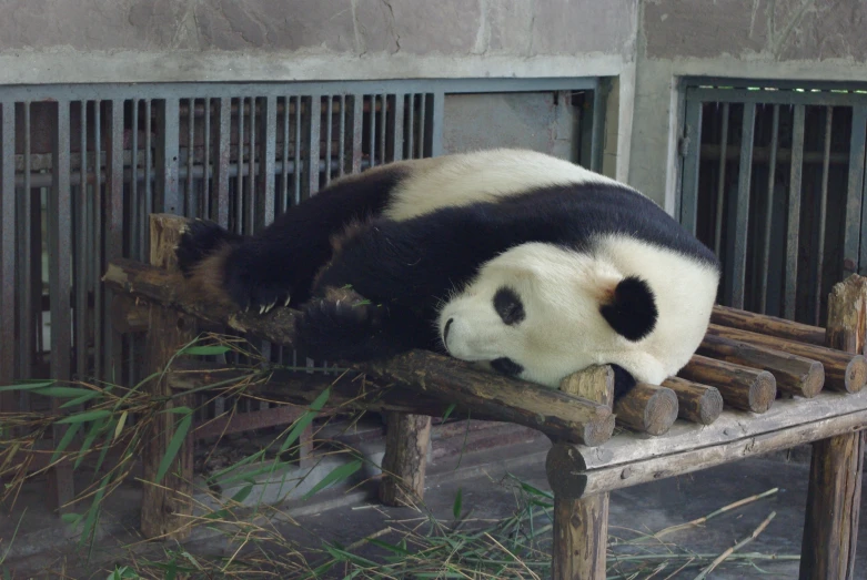 the panda bear is laying on the wood frame