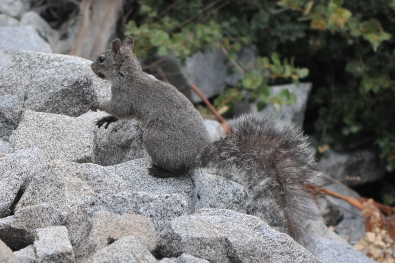 the squirrel is sitting on some rocks and posing for a po