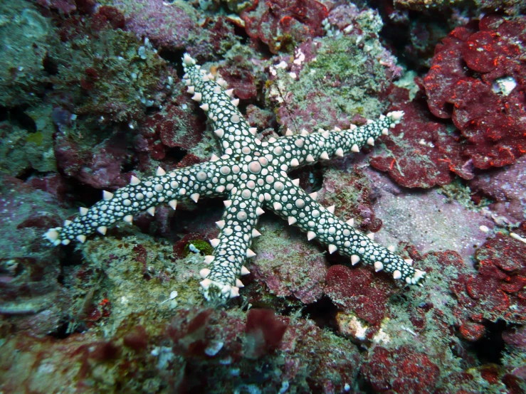 a starfish resting on top of corals in the ocean