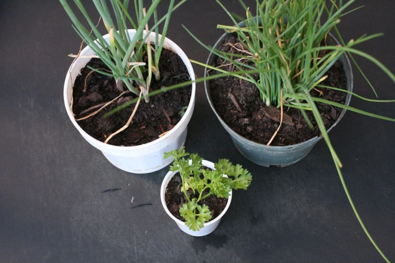 three white pots of plants sitting next to each other