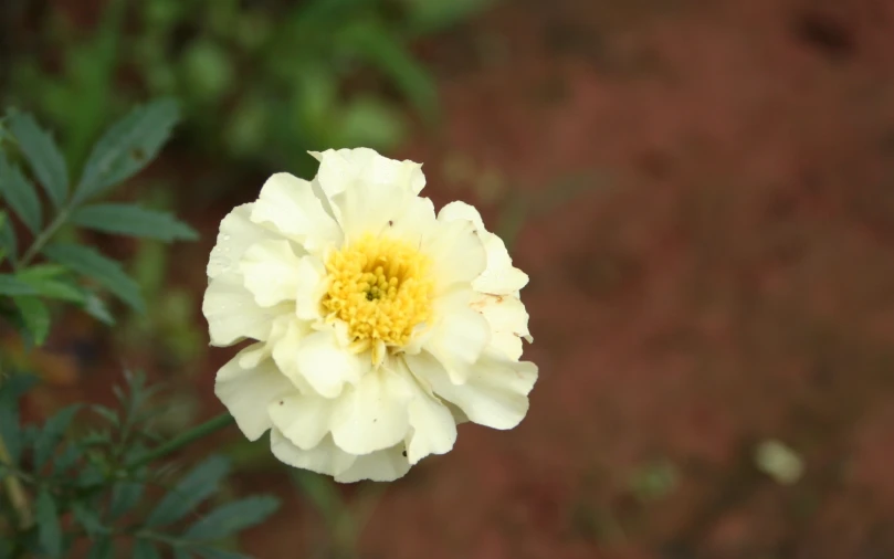 this is a blooming white and yellow flower