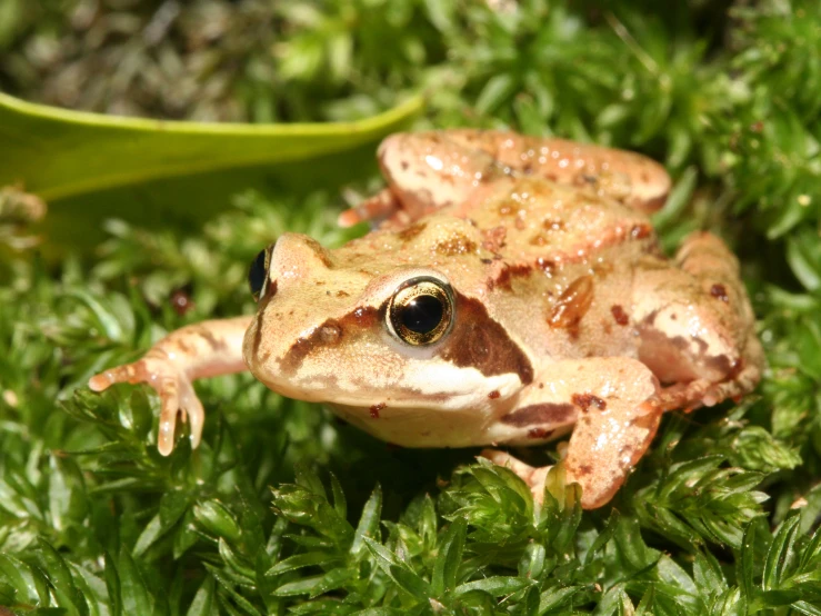 a frog that is sitting on some green plants