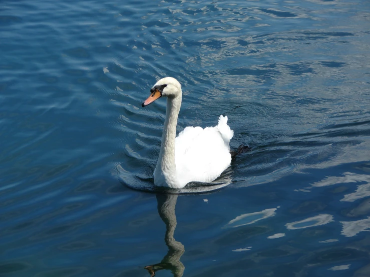 a swan is swimming in the water and its reflection appears to be on its side