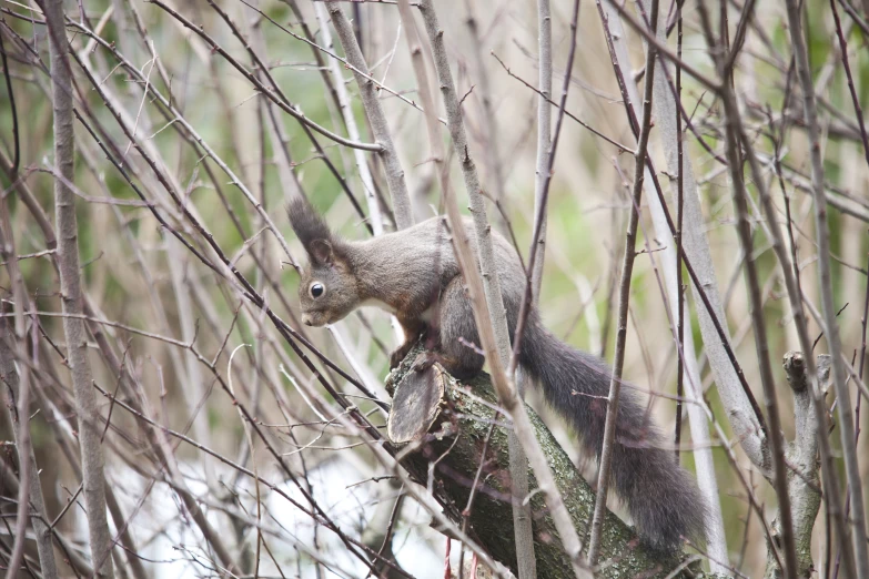 a squirrel sitting on top of a tree nch