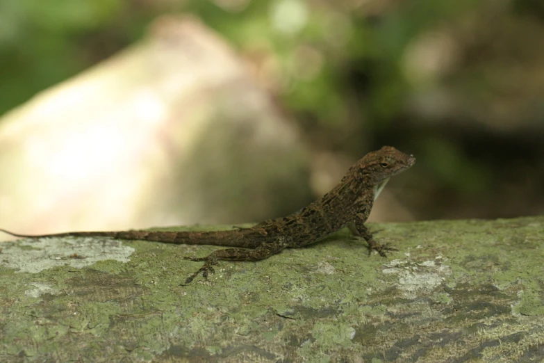 a small lizard sitting on top of a tree nch