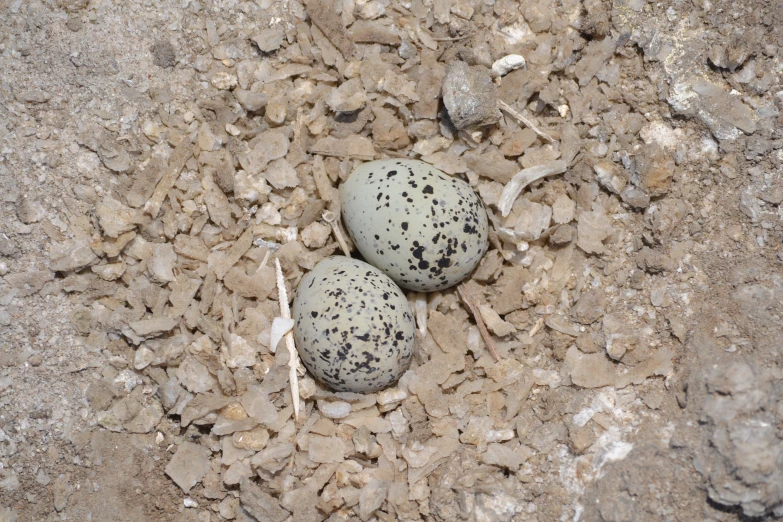 two eggs are laying on the ground with rocks nearby