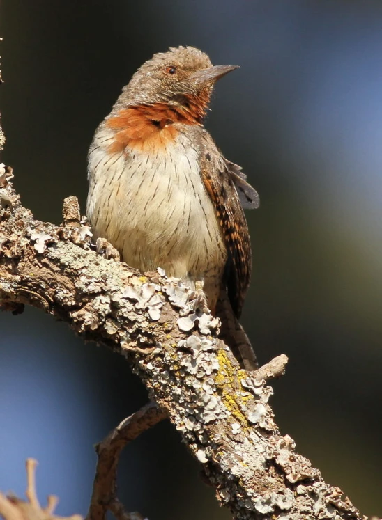 a bird that is perched on a tree limb