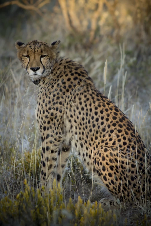 a lone cheetah is walking through the tall grass
