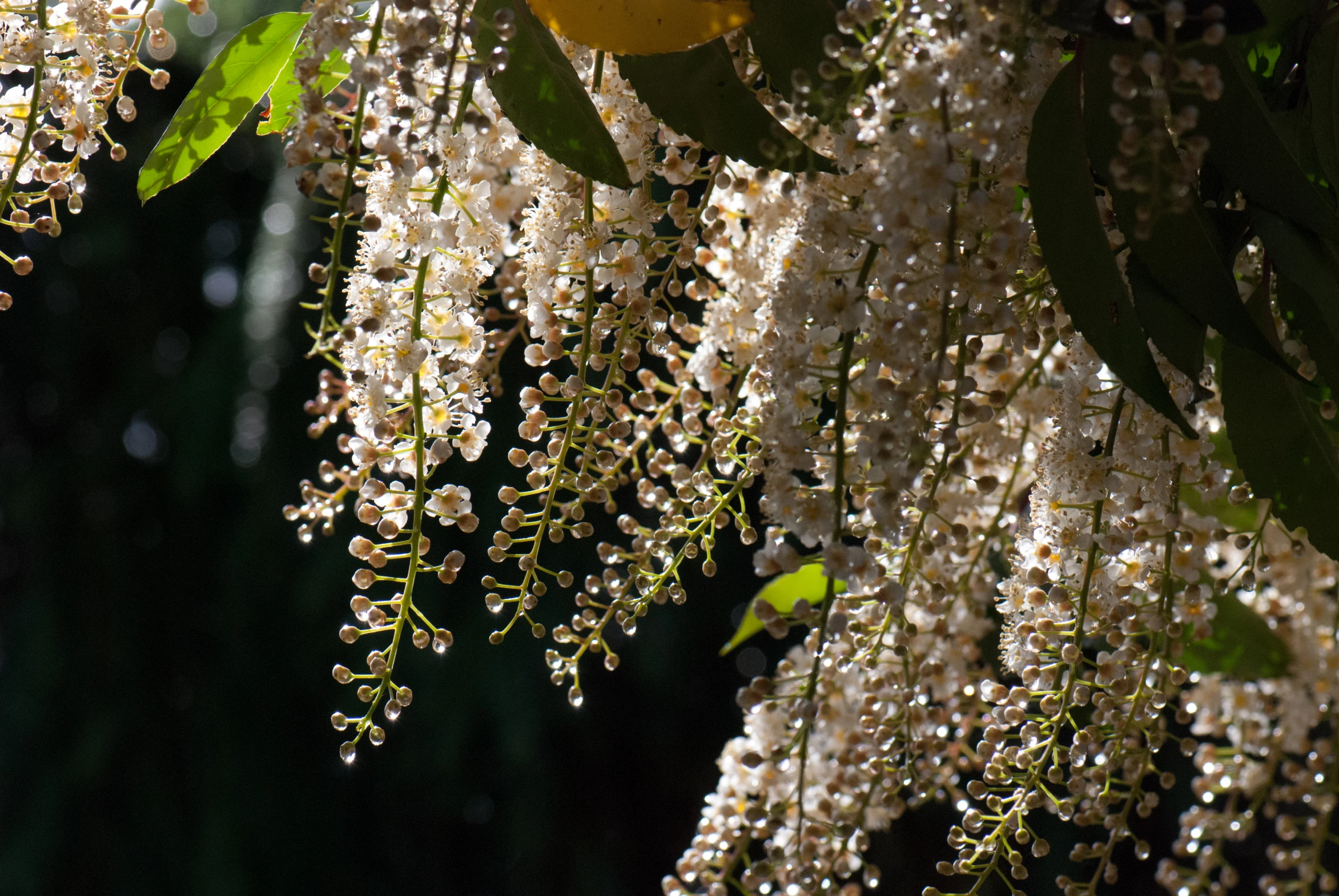 this is an image of the white flowers on the tree