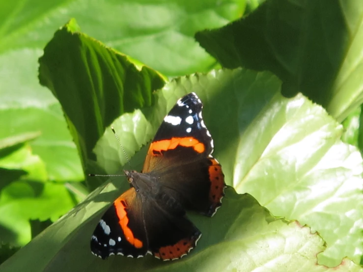 a close up of two erflies on a leaf