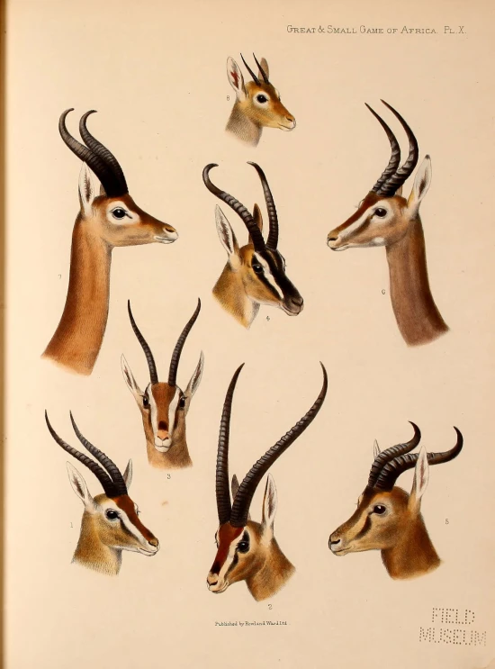 a group of six wild animals with long horns
