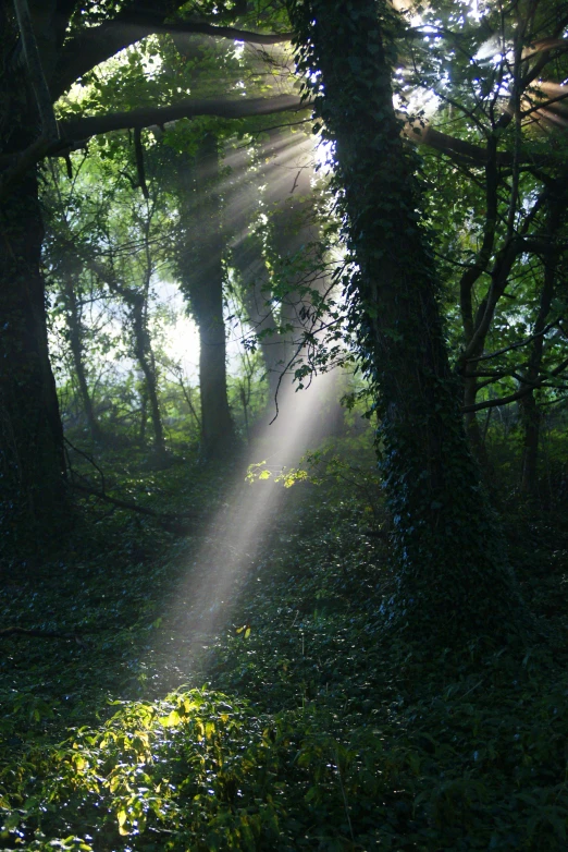 a sunbeam shining through the trees in the woods