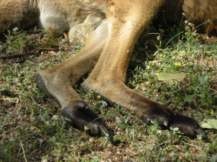 a close up of the foot and paw of a horse